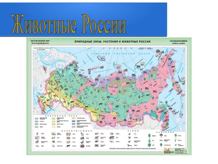 Животные России