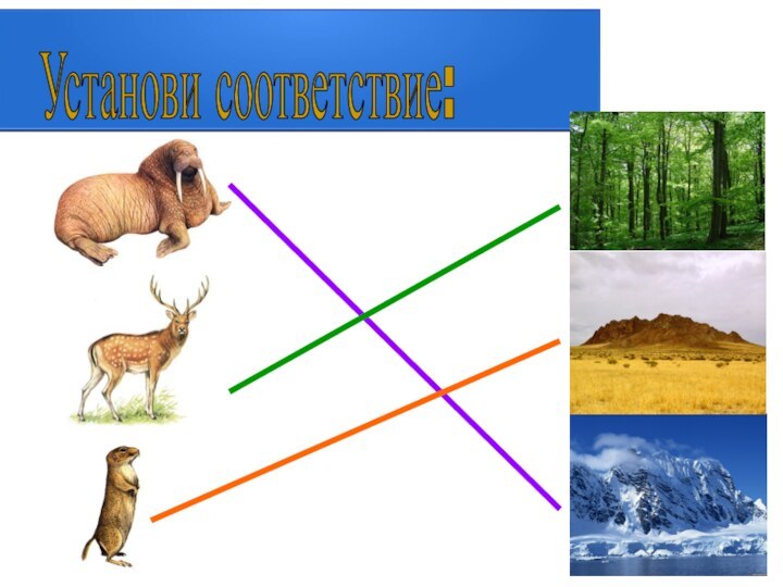 Установи соответствие: