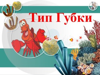 Презентация Губки