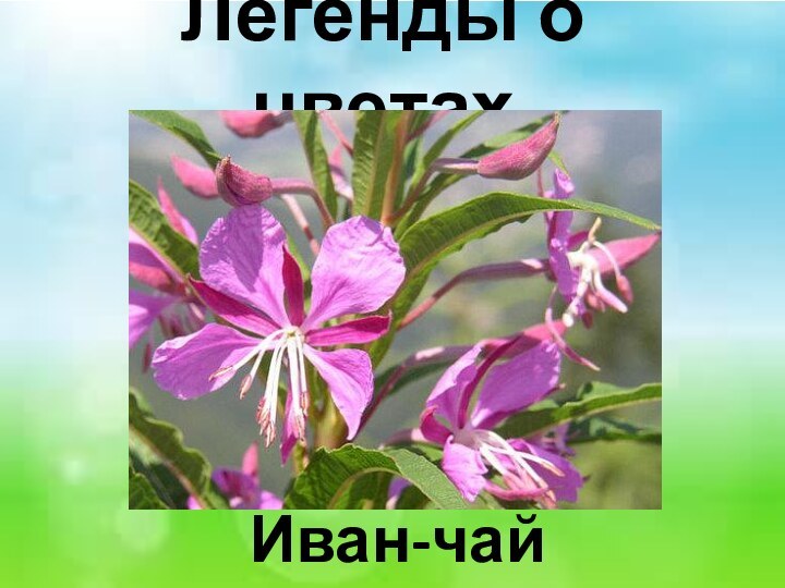 Легенды о цветах Иван-чай