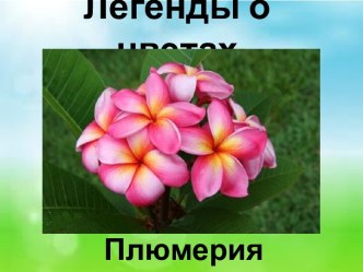 Презентация Легенды о цветах. Плюмерия