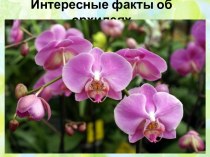 Презентация Интересные факты об орхидеях