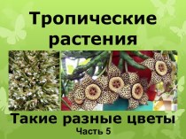 Презентация Тропические растения. Такие разные цветы, часть 5