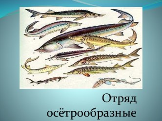 Презентация Отряд осётрообразные к кроссворду От стерляди до белуги