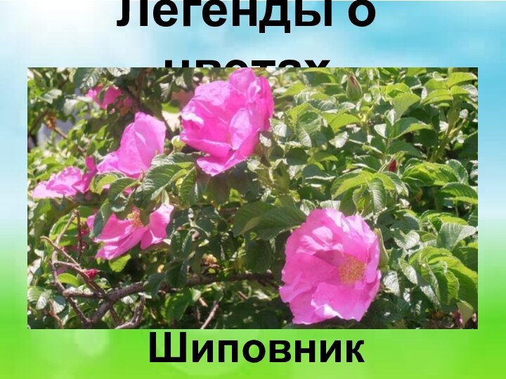 Легенды о цветах Шиповник