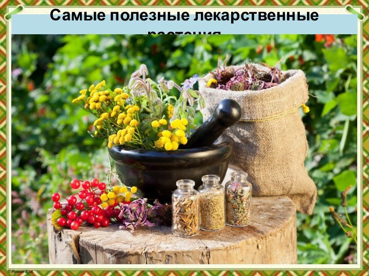 Самые полезные лекарственные растения