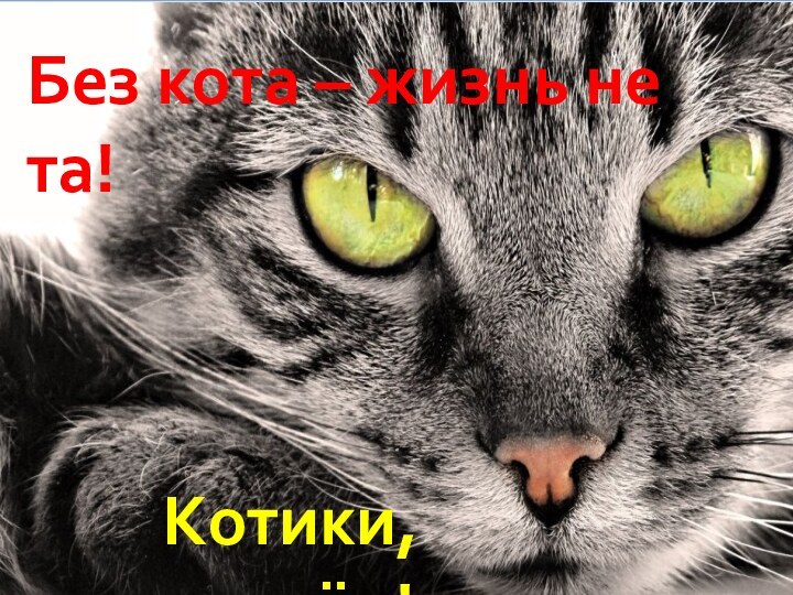 Без кота – жизнь не та!Котики, вперёд!