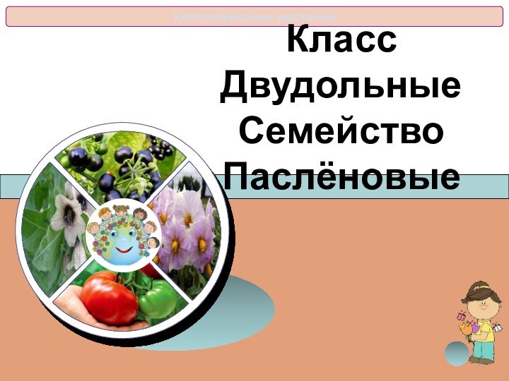 Класс Двудольные Семейство  Паслёновые