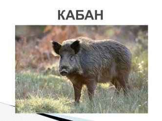 Презентация Кабан - хищник леса