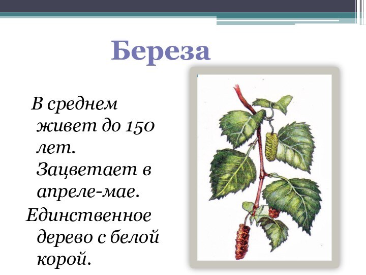 В среднем живет до 150 лет. Зацветает в апреле-мае.Единственное дерево с белой корой.Береза