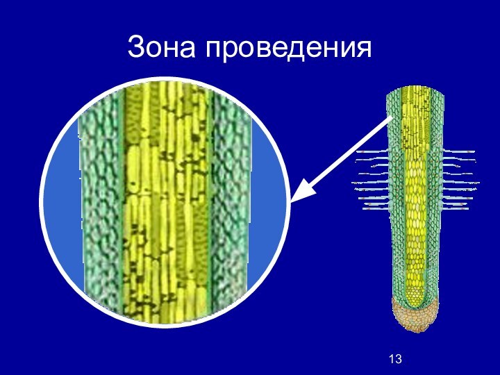 Зона проведения