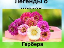 Презентация Легенды о цветах. Гербера