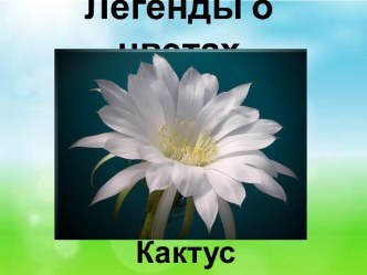 Презентация Легенды о цветах. Кактус