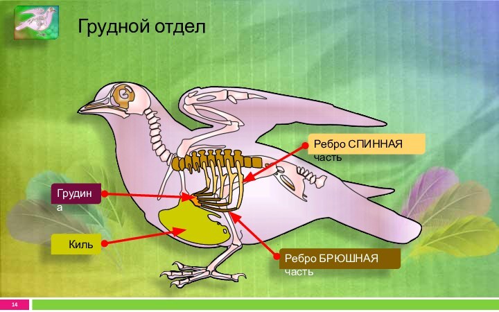 Грудной отдел