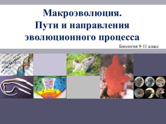 Презентация к уроку биологии по теме Макроэволюция. Пути и направления эволюционного процесса