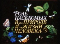 Презентация Роль насекомых в природе и жизни человека