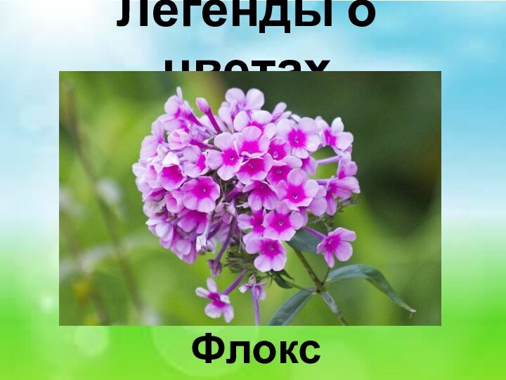 Легенды о цветах Флокс