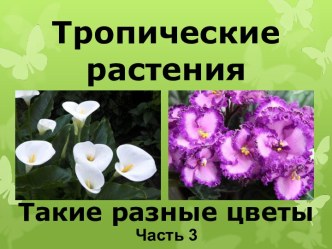 Презентация Тропические растения. Такие разные цветы, часть 3