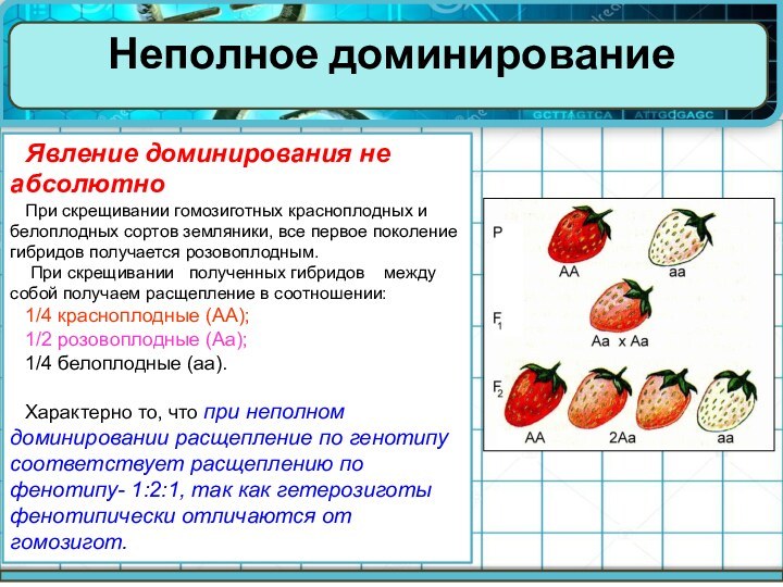 Гибридные абрикосы получены в результате опыления красноплодных