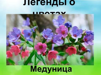 Презентация Легенды о цветах. Медуница