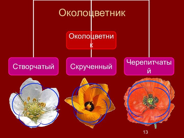 Околоцветник