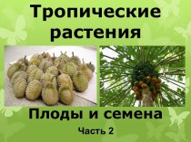 Презентация Тропические растения. Плоды и семена, часть 2