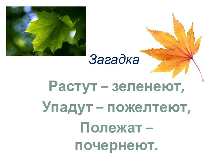 ЗагадкаРастут – зеленеют,Упадут – пожелтеют,Полежат – почернеют.