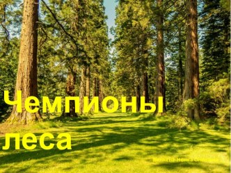 Презентация Чемпионы леса