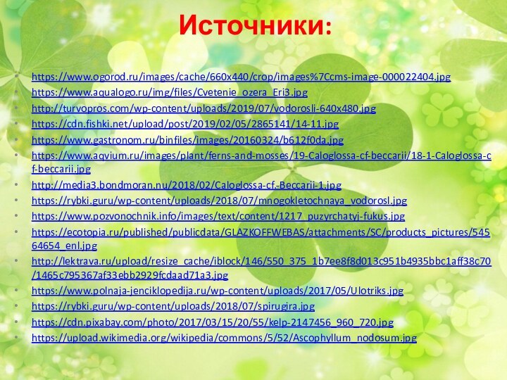 Источники:https://www.ogorod.ru/images/cache/660x440/crop/images%7Ccms-image-000022404.jpghttps://www.aqualogo.ru/img/files/Cvetenie_ozera_Eri3.jpghttp://turvopros.com/wp-content/uploads/2019/07/vodorosli-640x480.jpghttps://cdn.fishki.net/upload/post/2019/02/05/2865141/14-11.jpghttps://www.gastronom.ru/binfiles/images/20160324/b612f0da.jpghttps://www.aqvium.ru/images/plant/ferns-and-mosses/19-Caloglossa-cf-beccarii/18-1-Caloglossa-cf-beccarii.jpghttp://media3.bondmoran.nu/2018/02/Caloglossa-cf.-Beccarii-1.jpghttps://rybki.guru/wp-content/uploads/2018/07/mnogokletochnaya_vodorosl.jpghttps://www.pozvonochnik.info/images/text/content/1217_puzyrchatyj-fukus.jpghttps://ecotopia.ru/published/publicdata/GLAZKOFFWEBAS/attachments/SC/products_pictures/54564654_enl.jpghttp://lektrava.ru/upload/resize_cache/iblock/146/550_375_1b7ee8f8d013c951b4935bbc1aff38c70/1465c795367af33ebb2929fcdaad71a3.jpghttps://www.polnaja-jenciklopedija.ru/wp-content/uploads/2017/05/Ulotriks.jpghttps://rybki.guru/wp-content/uploads/2018/07/spirugira.jpghttps://cdn.pixabay.com/photo/2017/03/15/20/55/kelp-2147456_960_720.jpghttps://upload.wikimedia.org/wikipedia/commons/5/52/Ascophyllum_nodosum.jpg