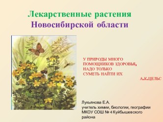 Презентация Лекарственные растения Новосибирской области