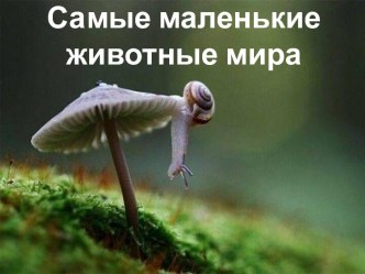 Презентация Самые маленькие животные мира