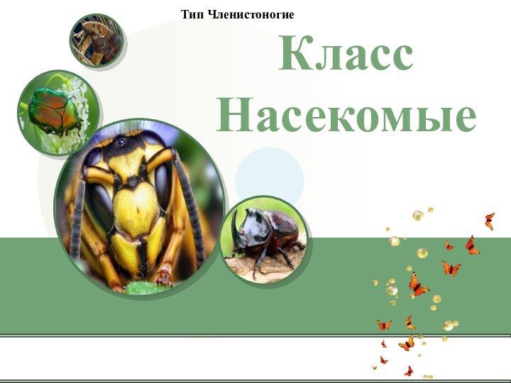 КлассНасекомые