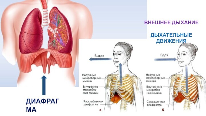 ДИАФРАГМАВНЕШНЕЕ ДЫХАНИЕДЫХАТЕЛЬНЫЕ ДВИЖЕНИЯ