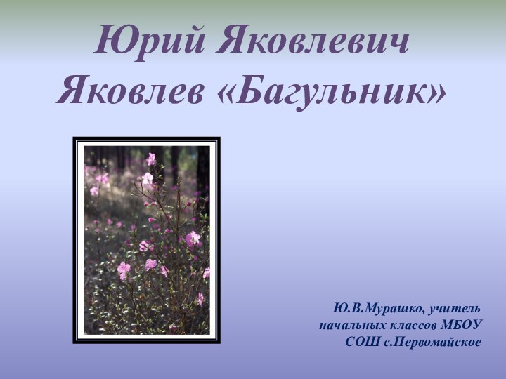 Юрий Яковлевич Яковлев «Багульник» Ю.В.Мурашко, учитель начальных классов МБОУ СОШ с.Первомайское