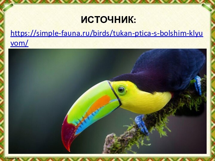 ИСТОЧНИК:https://simple-fauna.ru/birds/tukan-ptica-s-bolshim-klyuvom/