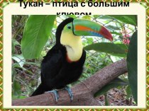 Презентация Тукан — птица с большим клювом