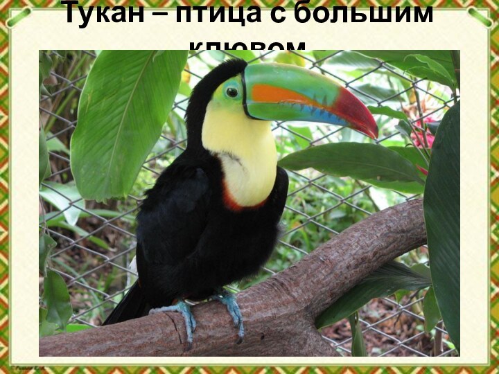 Тукан – птица с большим клювом