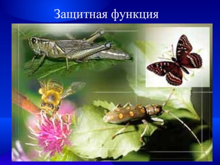 Защитная функция