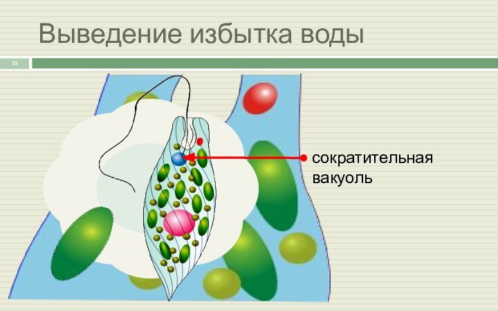 Выведение избытка водысократительная вакуоль