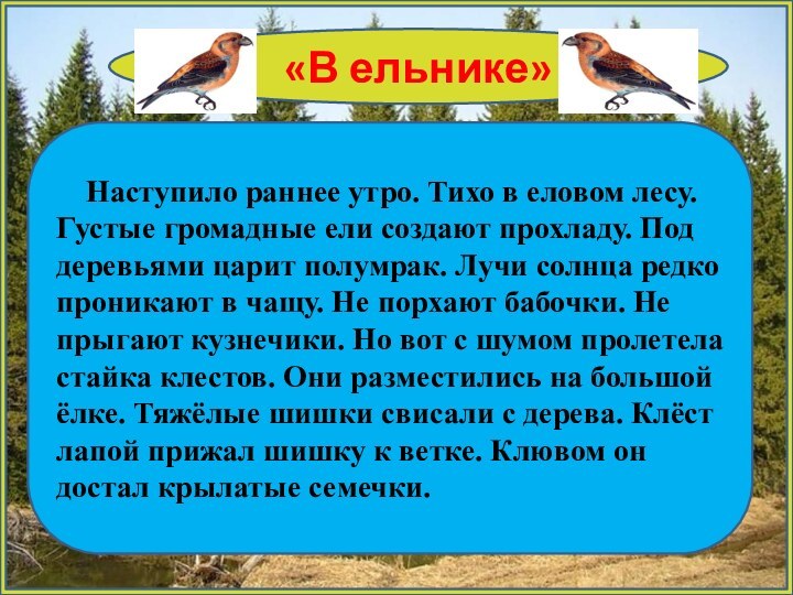 «В ельнике»    Наступило раннее утро. Тихо в еловом лесу.