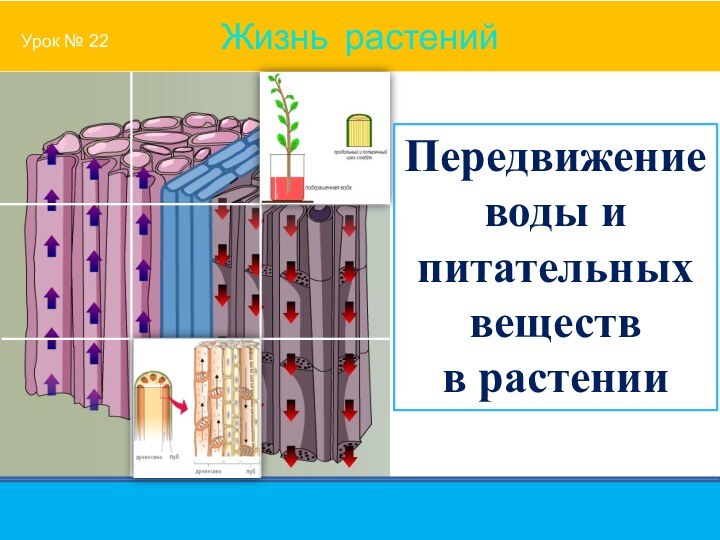 Передвижение воды и питательных веществ в растенииУрок № 22