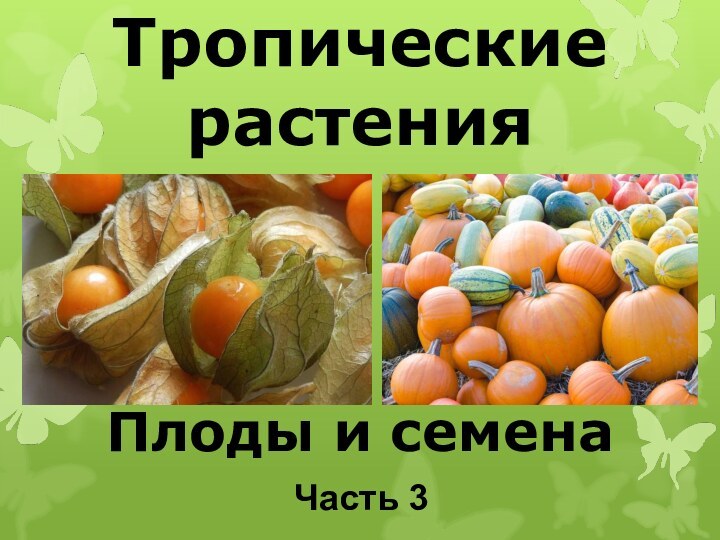 Тропические растения    Плоды и семенаЧасть 3