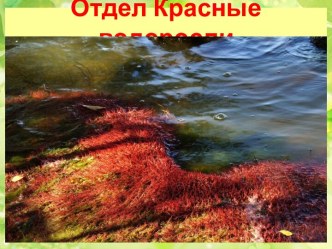 Презентация Отдел Красные водоросли