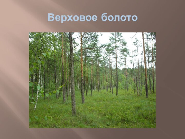 Верховое болото