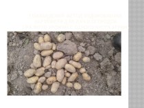 Презентация Голландский метод оздоровления картофеля для дач и огородов