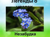 Презентация Легенды о цветах. Незабудка