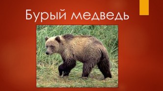Презентация Бурый медведь