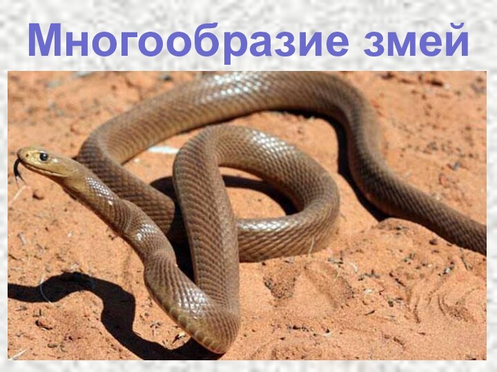 Многообразие змей