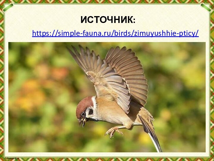 ИСТОЧНИК:https://simple-fauna.ru/birds/zimuyushhie-pticy/