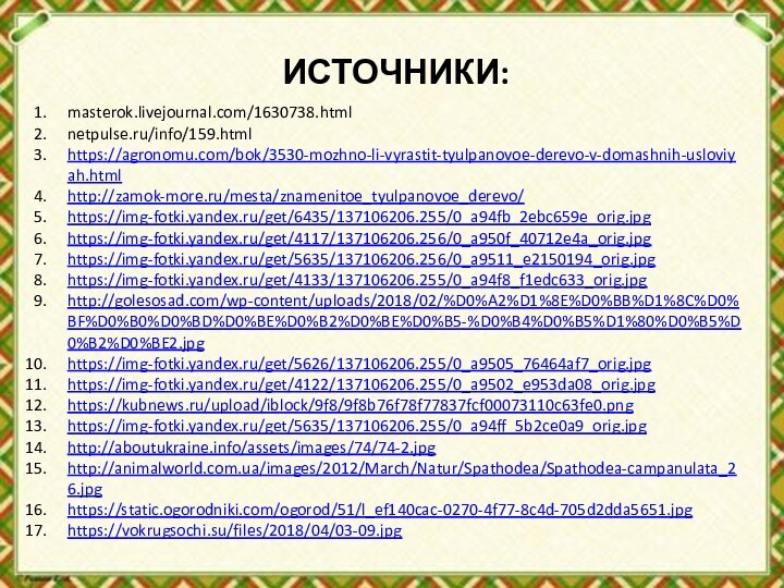 ИСТОЧНИКИ:masterok.livejournal.com/1630738.htmlnetpulse.ru/info/159.htmlhttps://agronomu.com/bok/3530-mozhno-li-vyrastit-tyulpanovoe-derevo-v-domashnih-usloviyah.htmlhttp://zamok-more.ru/mesta/znamenitoe_tyulpanovoe_derevo/https://img-fotki.yandex.ru/get/6435/137106206.255/0_a94fb_2ebc659e_orig.jpghttps://img-fotki.yandex.ru/get/4117/137106206.256/0_a950f_40712e4a_orig.jpghttps://img-fotki.yandex.ru/get/5635/137106206.256/0_a9511_e2150194_orig.jpghttps://img-fotki.yandex.ru/get/4133/137106206.255/0_a94f8_f1edc633_orig.jpghttp://golesosad.com/wp-content/uploads/2018/02/%D0%A2%D1%8E%D0%BB%D1%8C%D0%BF%D0%B0%D0%BD%D0%BE%D0%B2%D0%BE%D0%B5-%D0%B4%D0%B5%D1%80%D0%B5%D0%B2%D0%BE2.jpghttps://img-fotki.yandex.ru/get/5626/137106206.255/0_a9505_76464af7_orig.jpghttps://img-fotki.yandex.ru/get/4122/137106206.255/0_a9502_e953da08_orig.jpghttps://kubnews.ru/upload/iblock/9f8/9f8b76f78f77837fcf00073110c63fe0.pnghttps://img-fotki.yandex.ru/get/5635/137106206.255/0_a94ff_5b2ce0a9_orig.jpghttp://aboutukraine.info/assets/images/74/74-2.jpghttp://animalworld.com.ua/images/2012/March/Natur/Spathodea/Spathodea-campanulata_26.jpghttps://static.ogorodniki.com/ogorod/51/l_ef140cac-0270-4f77-8c4d-705d2dda5651.jpghttps://vokrugsochi.su/files/2018/04/03-09.jpg